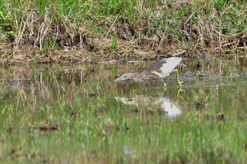 タイなど、東南アジアの水田や湿地で見られる赤く美しい極彩色の水辺の鳥ジャワアカガシラサギ