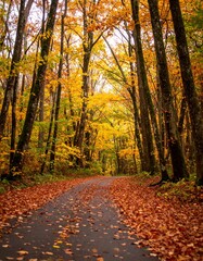 Autumnal forest path (4)