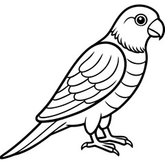 Parakeet line art vector