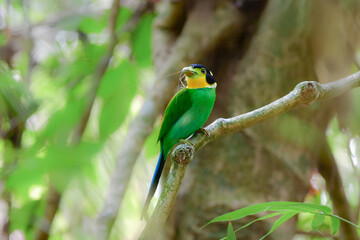 東南アジアの熱帯雨林で見られる美しい黄色と緑と黒の野鳥、オナガヒロハシ