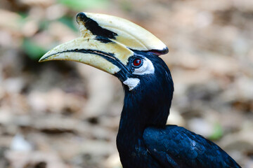 タイなど、東南アジアの熱帯雨林で見られる大きな森林性の鳥、カササギサイチョウ