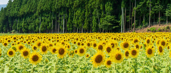 Sunflower field in full bloom