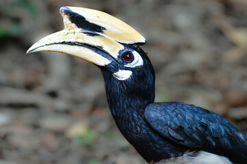 タイなど、東南アジアの熱帯雨林で見られる大きな森林性の鳥、カササギサイチョウ