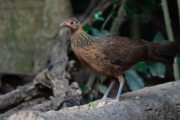 東南アジアの熱帯雨林で見られる美しいニワトリのような野鳥、セキショクヤケイ