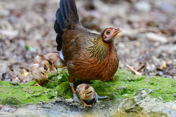 東南アジアの熱帯雨林で見られる美しいニワトリのような野鳥、セキショクヤケイ