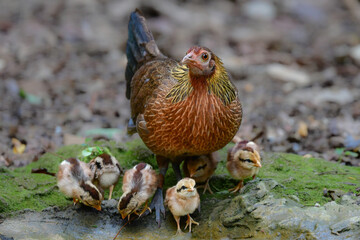 東南アジアの熱帯雨林で見られる美しいニワトリのような野鳥、セキショクヤケイ