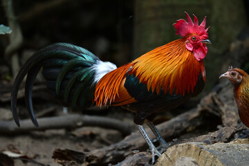 東南アジアの熱帯雨林で見られる美しいニワトリのような野鳥、セキショクヤケイ
