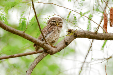 タイなど、東南アジアの公園や森林で見られる水玉模様をした小さなフクロウの仲間、インドコキンメフクロウ