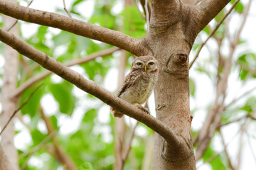 タイなど、東南アジアの公園や森林で見られる水玉模様をした小さなフクロウの仲間、インドコキンメフクロウ