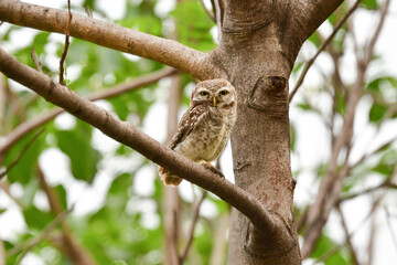 タイなど、東南アジアの公園や森林で見られる水玉模様をした小さなフクロウの仲間、インドコキンメフクロウ