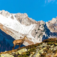 Alpine Ibex in Mountain Landscape