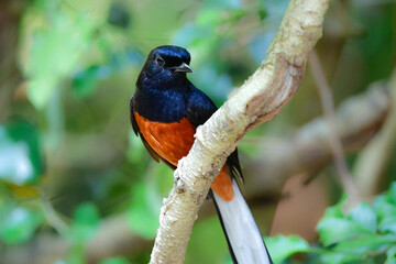 タイなど、東南アジアの熱帯雨林で見られる白黒とオレンジの羽色が美しい小鳥アカハラシキチョウ