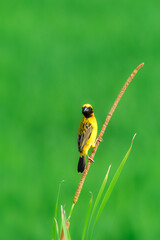 タイなど、東南アジアの水田や湿地で見られる黄色と黒の美しい極彩色の水辺の鳥キンイロコウヨウジャク