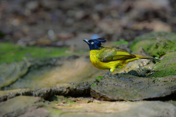 タイの熱帯雨林で見られる黄色と黒の美しい野鳥、エボシヒヨドリ