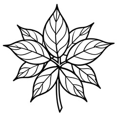 Sassafras line art vector