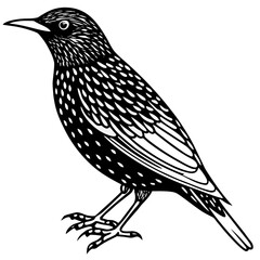 Starling line art vector