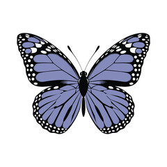 Blue Purple Butterfly Illustration – Black and Violet Butterfly Vector with Detailed Wings