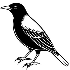 Starling line art vector