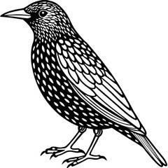 Starling line art vector