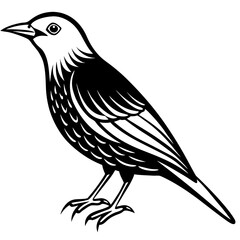 Starling line art vector
