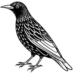 Starling line art vector