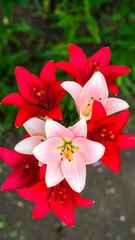 Obraz premium Red and White Lilies in Garden