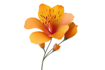 Vibrant orange flower with delicate details