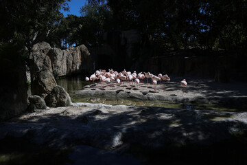 Flamingos in an European open environment zoo.