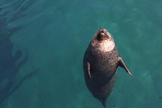 A harbor seal (Phoca vitulina) swimming during a sunny day.