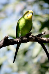 the parakeet is perched on a branch
