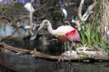 Roseate Spoonbill (Platalea ajaja) bird on a sunny day.