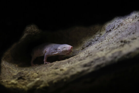 The naked mole-rat, also known as the sand puppy, in an European open environment zoo.