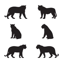 Tiger Silhouettes on White Background