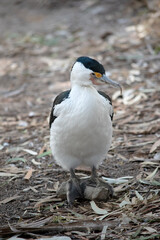 the pied cormorant is standing on a rock