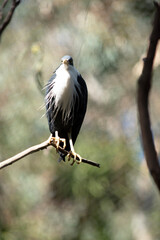 the pied heron os a black and white bird