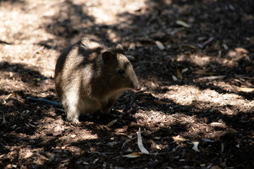 the long nosed potoroo is hiding in the shadows