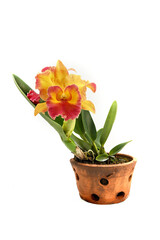 Close-up of blooming cattleya orchid flowers isolated on white