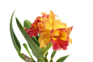 Close-up of blooming cattleya orchid flowers isolated on white