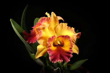 Close-up of blooming cattleya orchid flowers on a black background