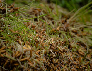 Close-up of rice seedlings