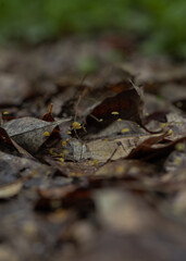 Close-up of piled up and decomposing leaves.