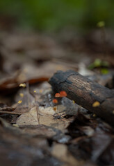 Close-up of tiny mushrooms formed from the accumulation of leaf litter.