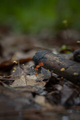 Close-up of tiny mushrooms formed from the accumulation of leaf litter.