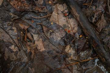 Close-up of piled up and decomposing leaves.