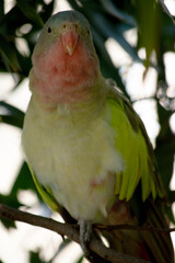 the princess Alexandras parrot is perch in a tree