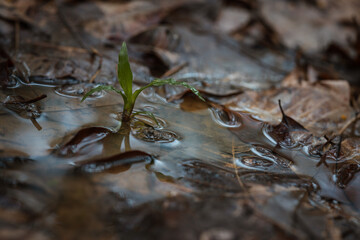 Close-up of piled up and decomposing leaves.