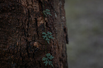 Close-up of vines climbing up a tree.