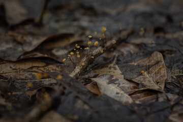 Close-up of tiny mushrooms formed from the accumulation of leaf litter.