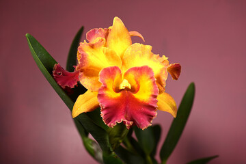 Close-up of blooming cattleya orchid flowers on a pink background