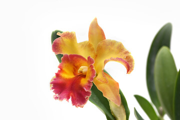 Close-up of blooming cattleya orchid flowers isolated on white